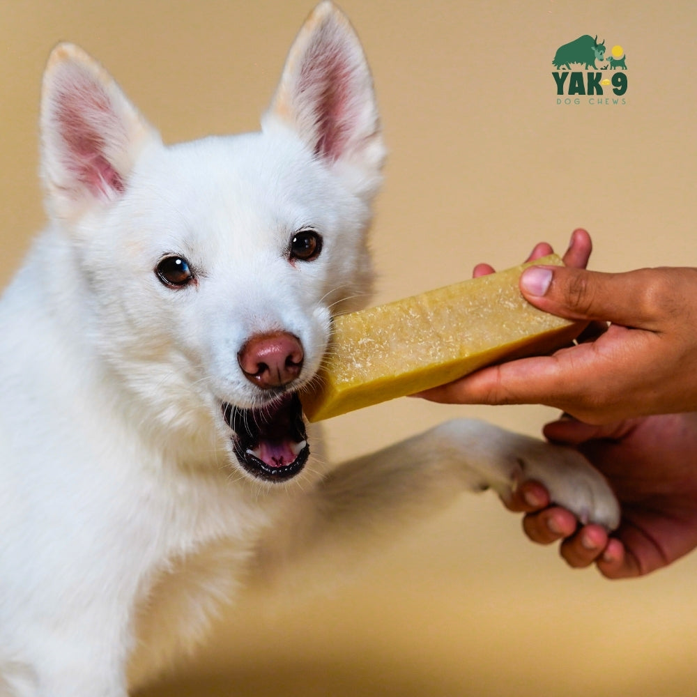 Coconut Cheese Chews for Dogs - Elite Pet Collective