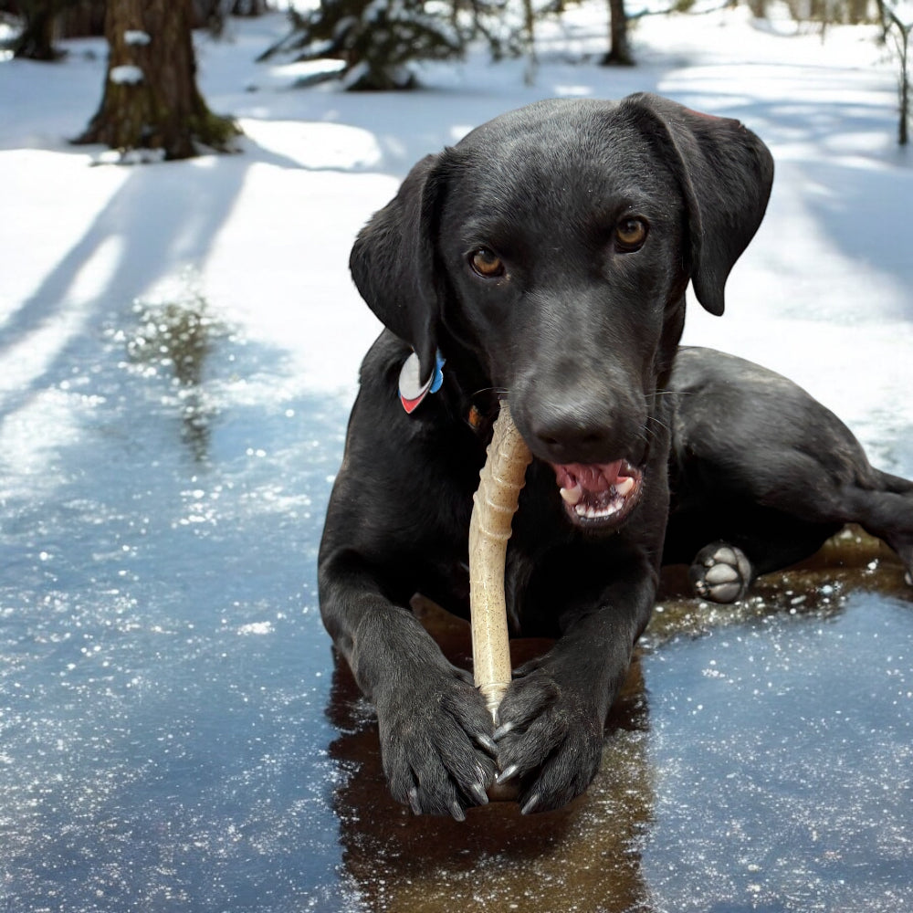 Hockey Stick Nylon Dog Chew Toy - Ultra-Durable for Aggressive Chewers USA - Elite Pet Collective