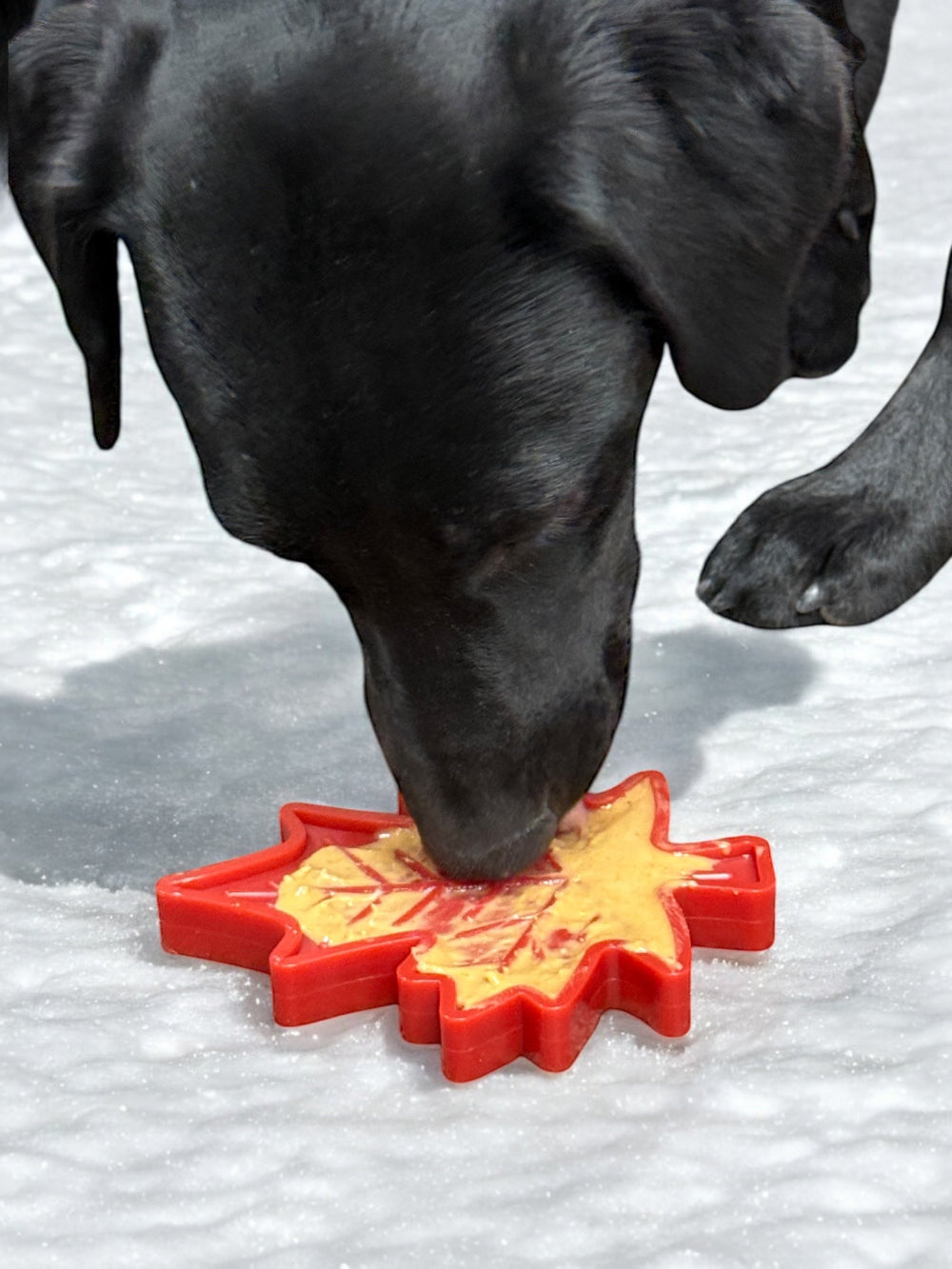 Canadian Maple Leaf Nylon Dog Chew Toy - Indestructible & USA Made - Elite Pet Collective
