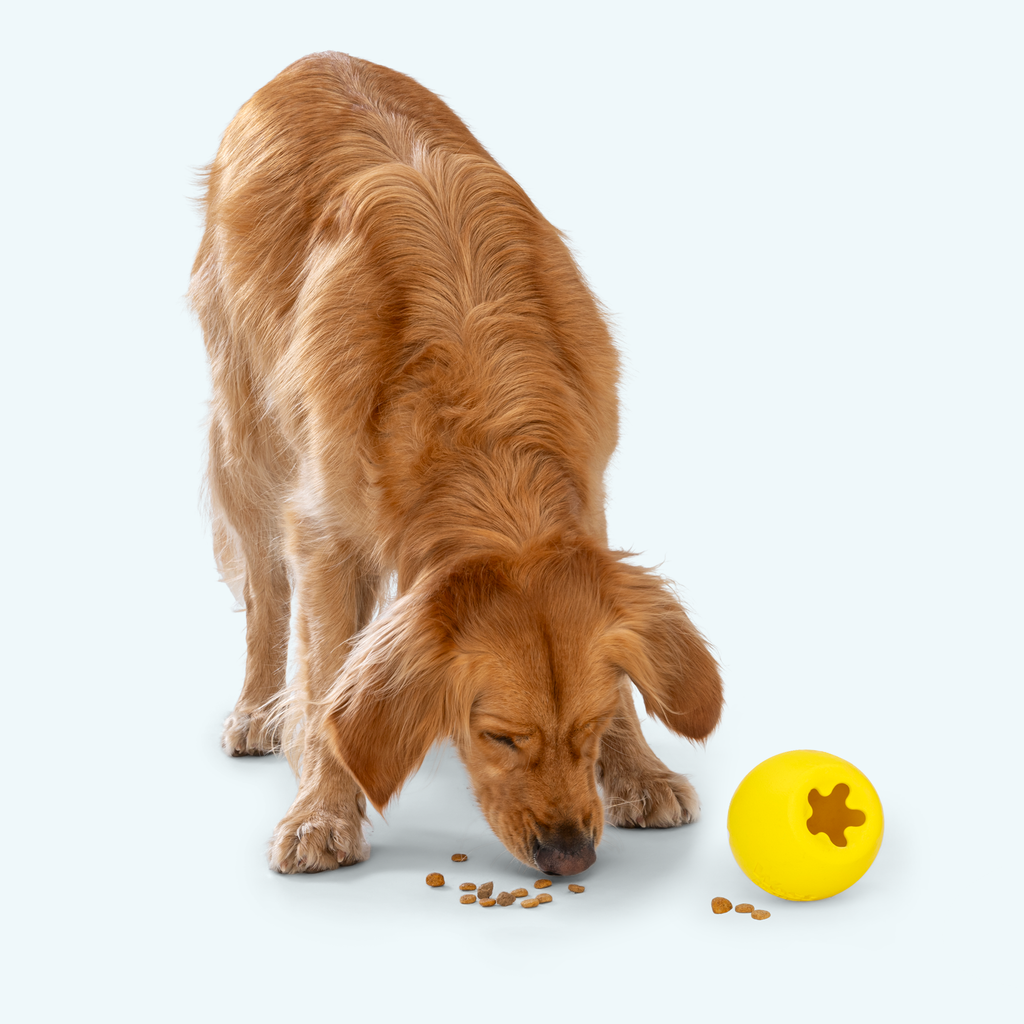 Rumbl - Elite Pet Collective