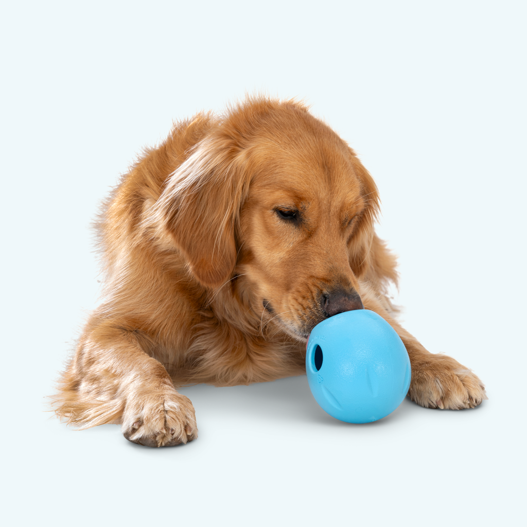 Rumbl - Elite Pet Collective