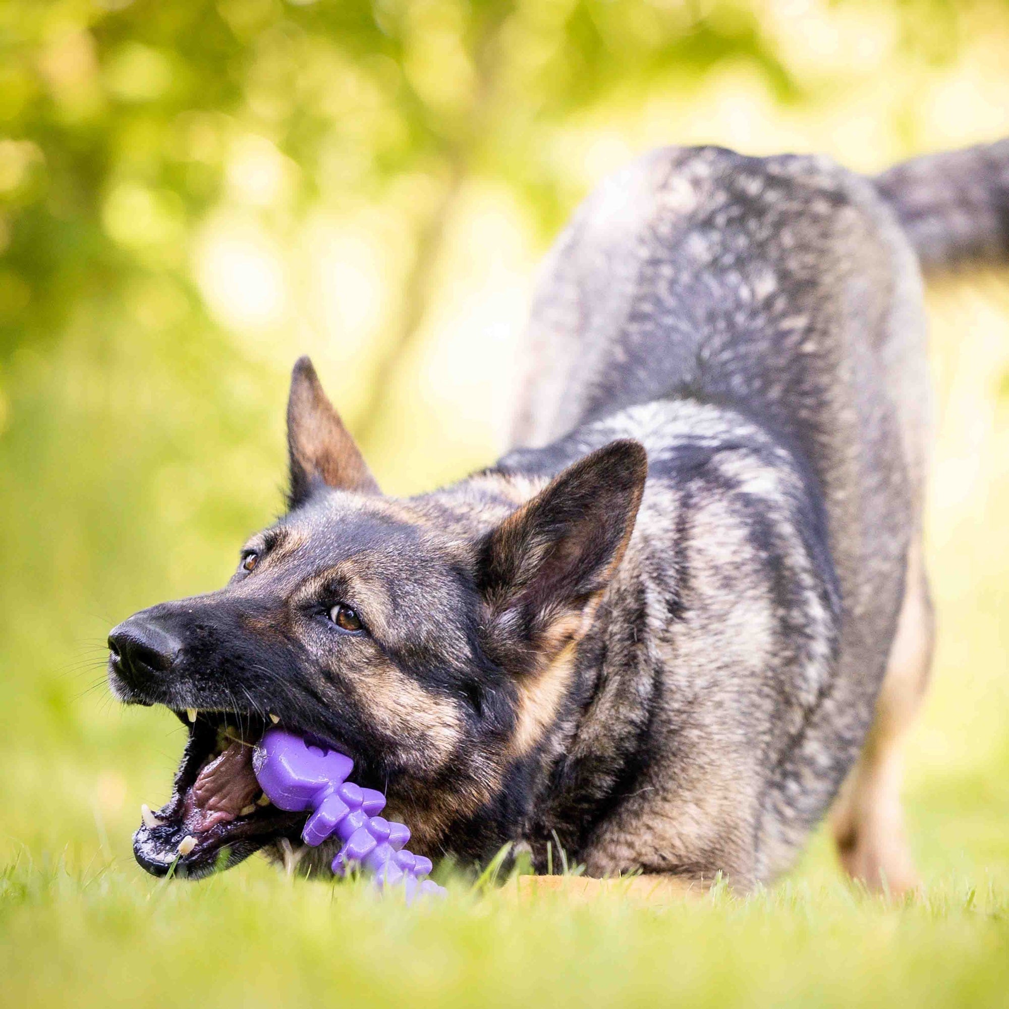 Fish Bone Nylon Dog Toy for Aggressive Chewers | USA Made | SodaPup - Elite Pet Collective