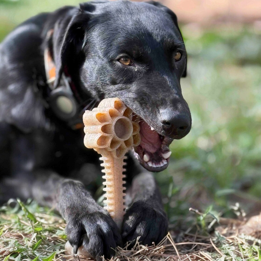 Honey Bone Dental Flower Tower - Indestructible Nylon Dog Chew Toy XL | USA - Elite Pet Collective