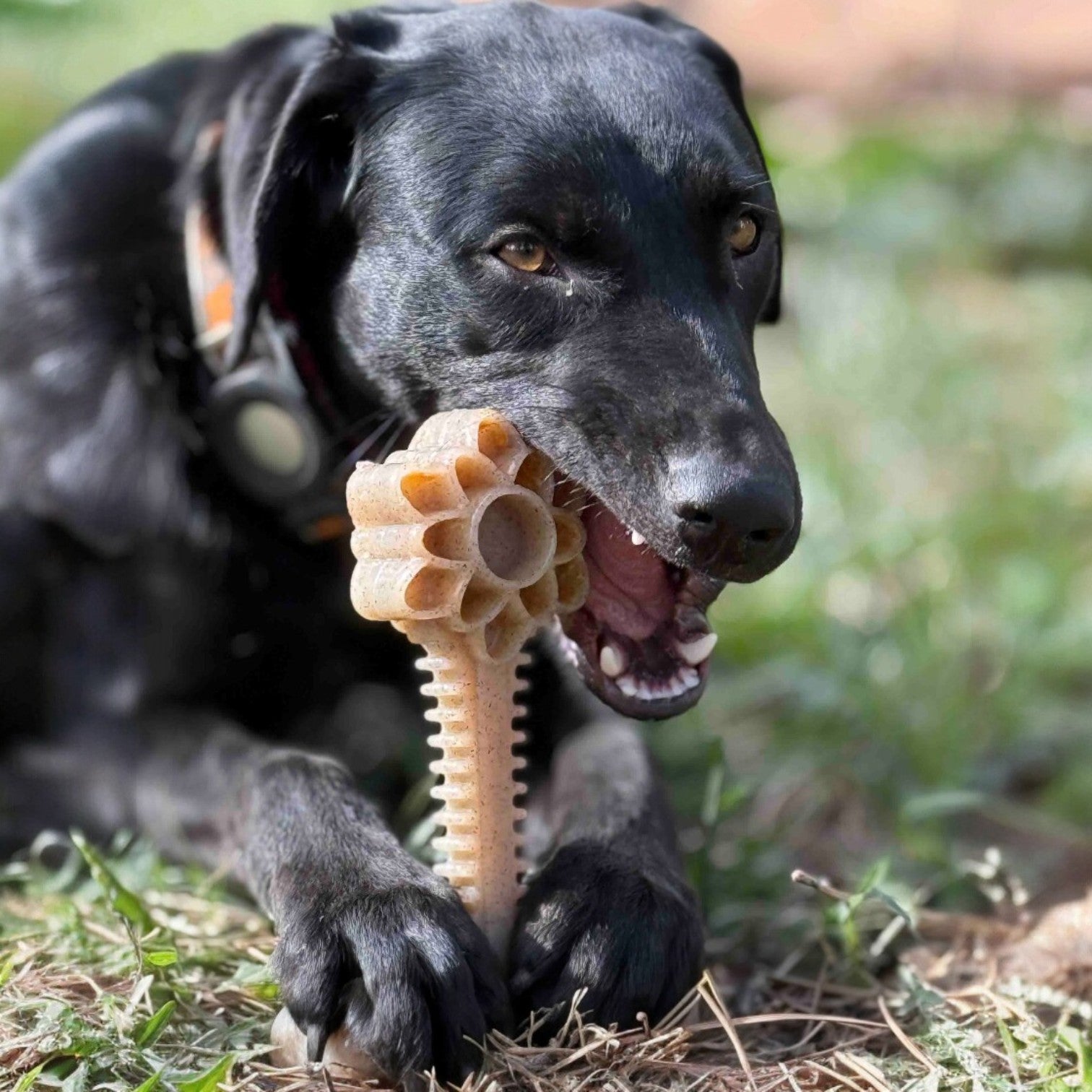 Honey Bone Dental Flower Tower - Indestructible Nylon Dog Chew Toy XL | USA - Elite Pet Collective