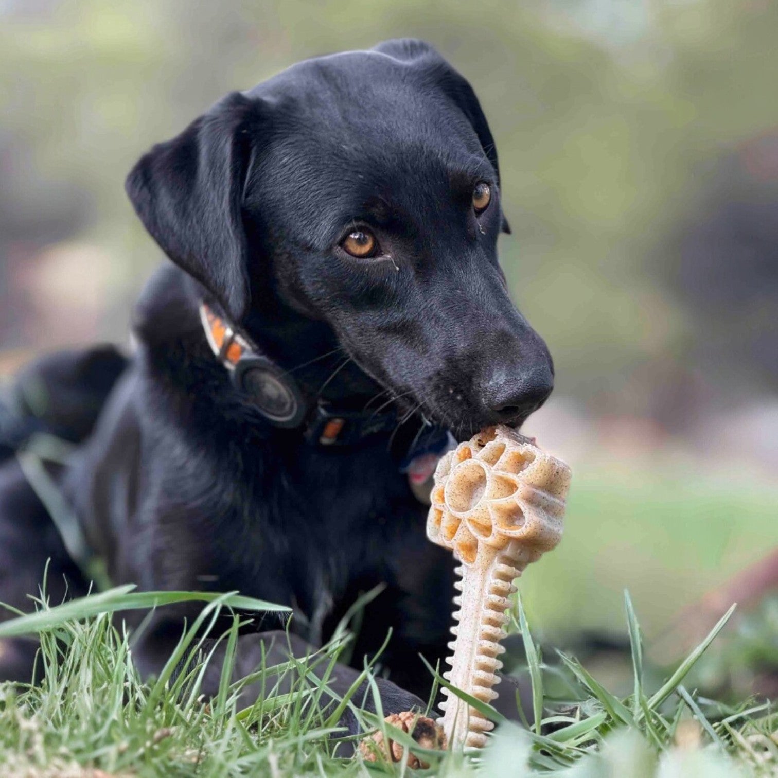 Honey Bone Dental Flower Tower - Indestructible Nylon Dog Chew Toy XL | USA - Elite Pet Collective