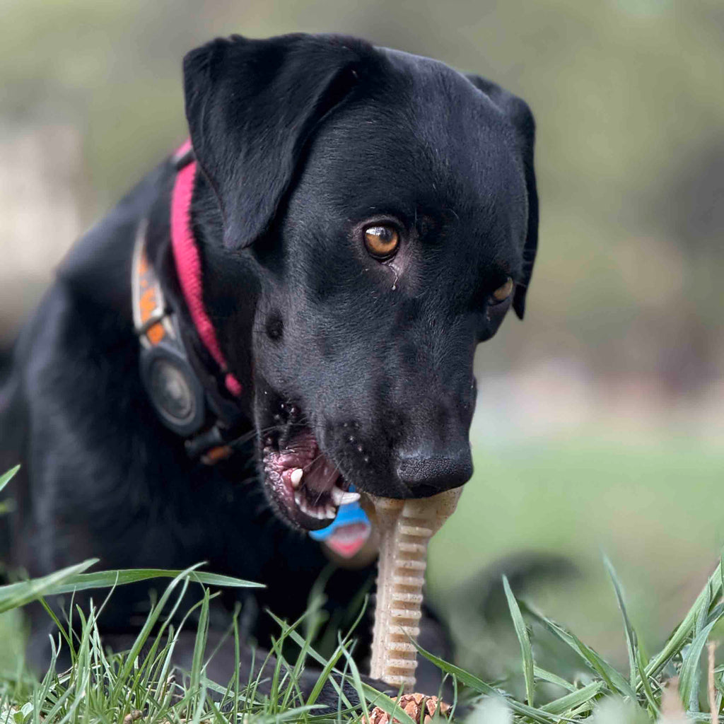Honey Bone Dental Flower Tower - Indestructible Nylon Dog Chew Toy XL | USA - Elite Pet Collective