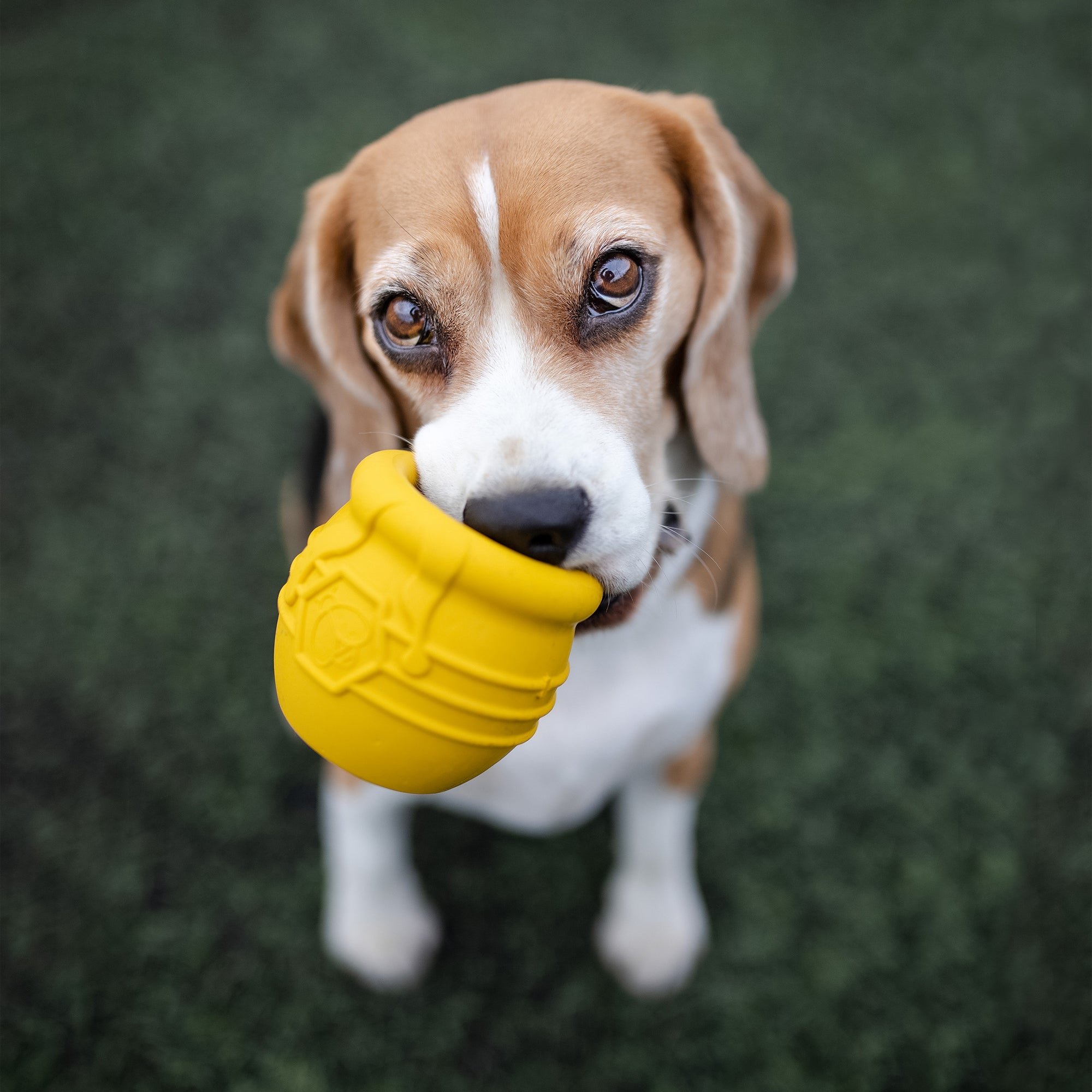 Honey Pot Dog eCup Treat Dispenser | Durable PUP-X Rubber Enrichment Toy | USA Made - Elite Pet Collective