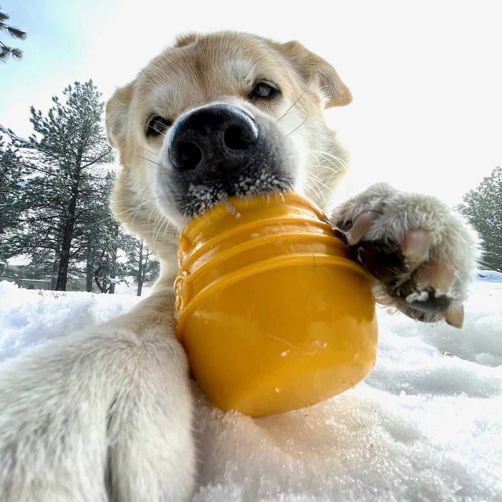 Honey Pot Dog eCup Treat Dispenser | Durable PUP-X Rubber Enrichment Toy | USA Made - Elite Pet Collective