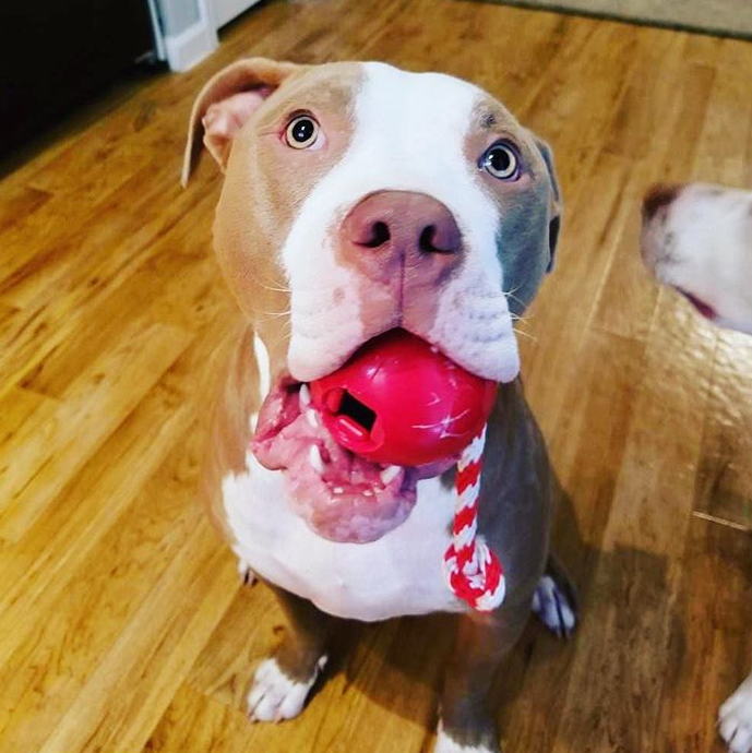 USA-K9 Cherry Bomb Rubber Dog Chew Toy | K9 Handler Reward Toy | USA Made - Elite Pet Collective