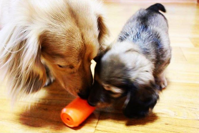 Can Toy Rubber Dog Chew Toy for Average Chewers | Treat Dispenser | USA Made - Elite Pet Collective