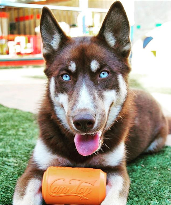 Can Toy Rubber Dog Chew Toy for Average Chewers | Treat Dispenser | USA Made - Elite Pet Collective