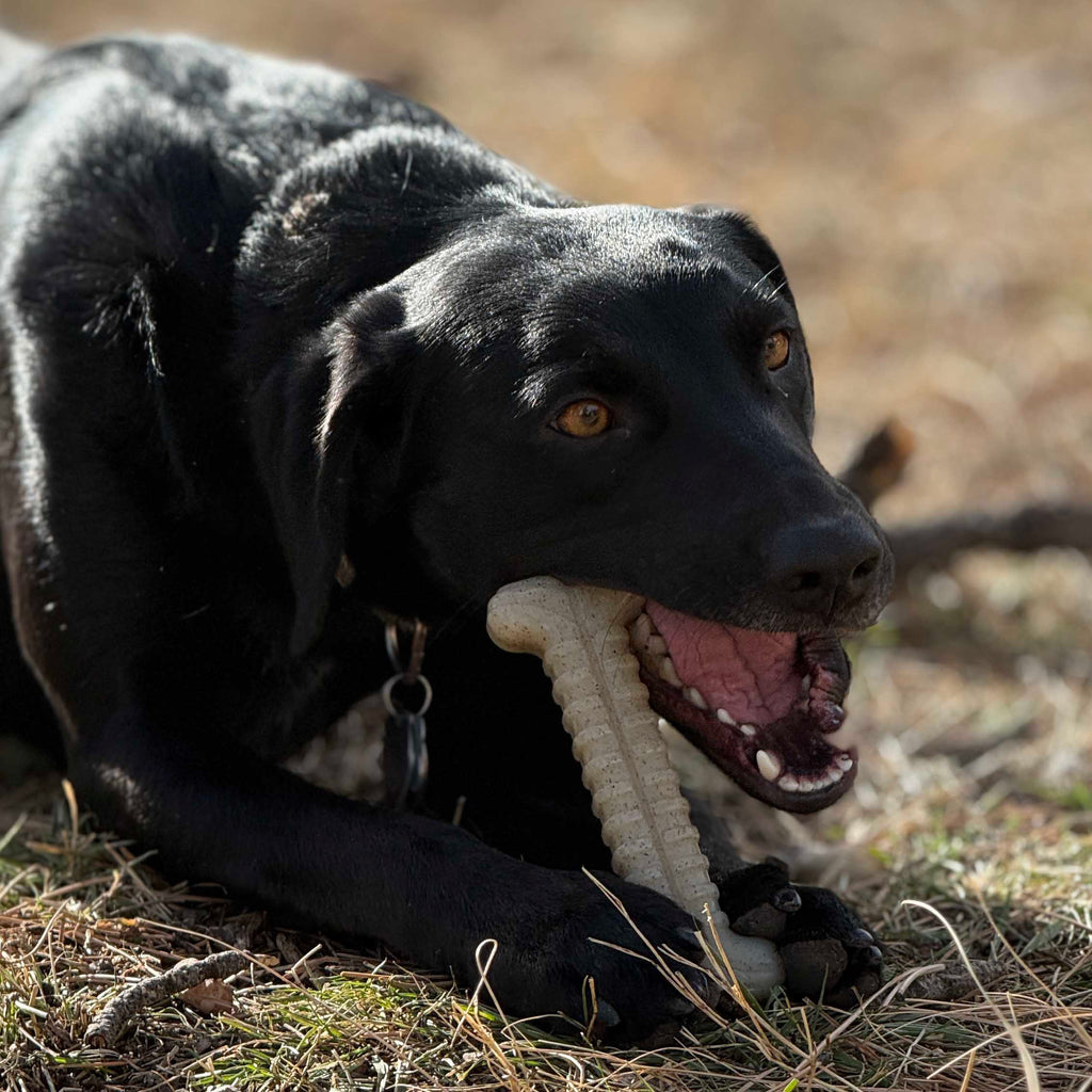 Tough Bone Nylon Chew Bone | Ultra-Durable Dog Toy for Aggressive Chewers | SodaPup - Elite Pet Collective