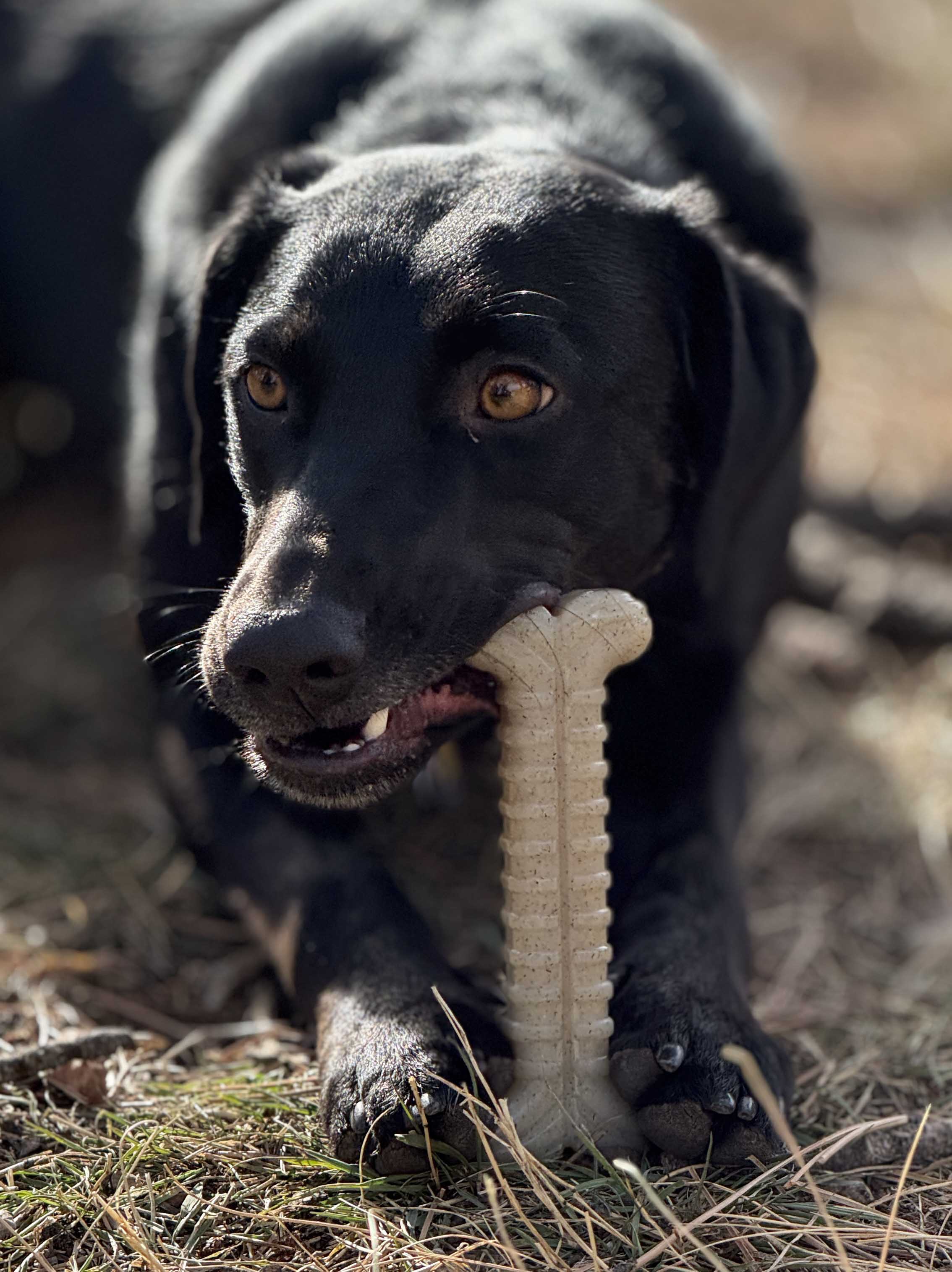Tough Bone Nylon Chew Bone | Ultra-Durable Dog Toy for Aggressive Chewers | SodaPup - Elite Pet Collective