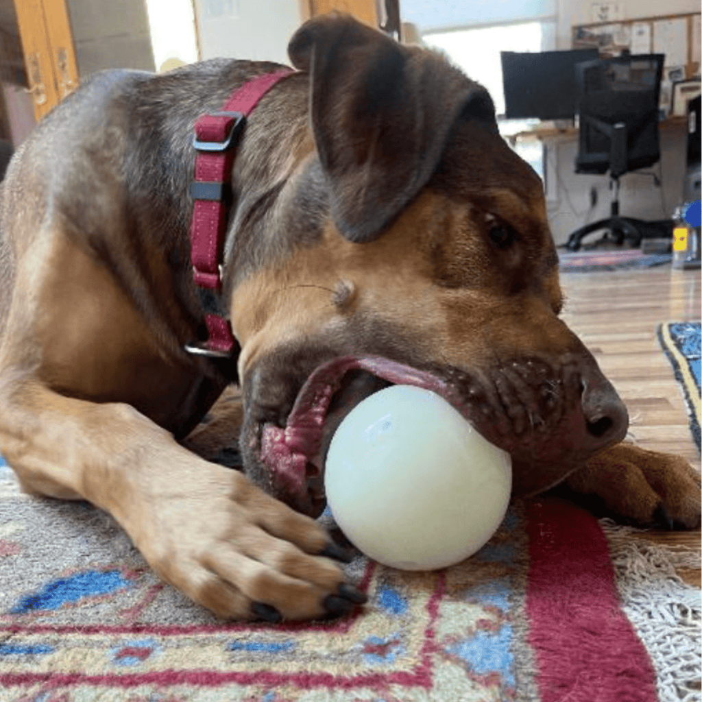 Dog Treat Dispensers - Elite Pet Collective