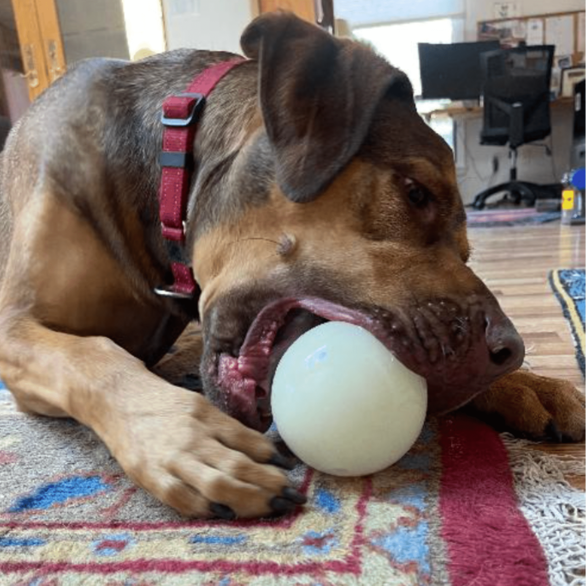 Dog Treat Dispensers - Elite Pet Collective