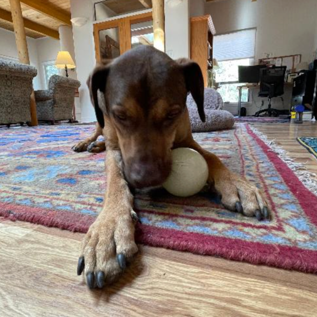 Dog Treat Dispensers - Elite Pet Collective