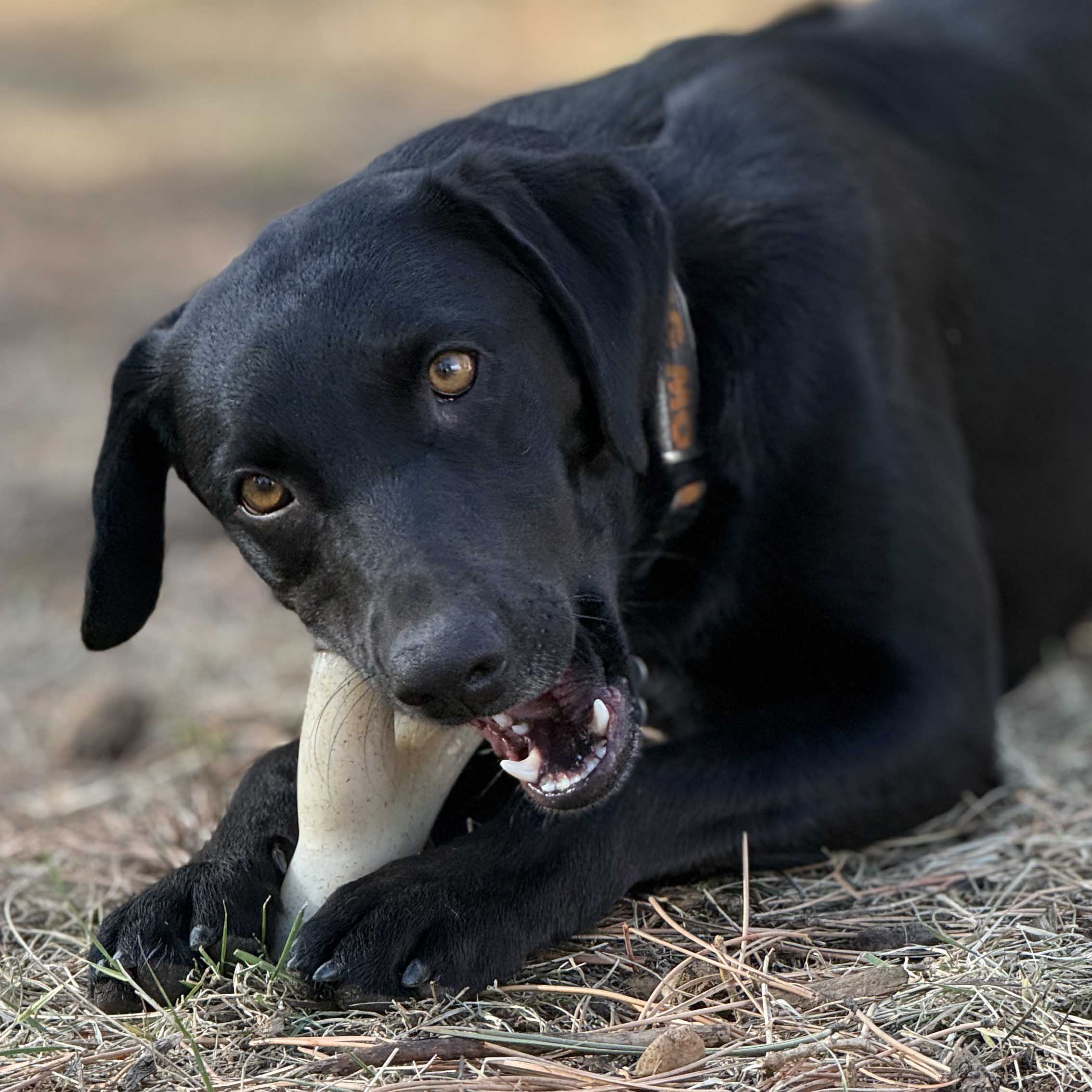 Ever Antler Nylon Chew Bone | Elk Antler Shaped Dog Toy for Aggressive Chewers | SodaPup - Elite Pet Collective