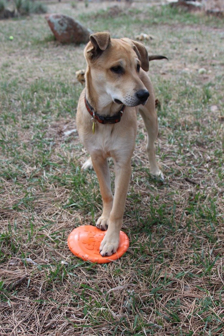 Bottle Top Flyer Rubber Frisbee for Dogs | Orange | Vet Approved | USA Made - Elite Pet Collective