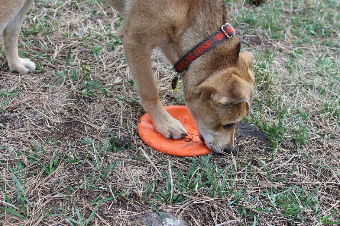 Bottle Top Flyer Rubber Frisbee for Dogs | Orange | Vet Approved | USA Made - Elite Pet Collective