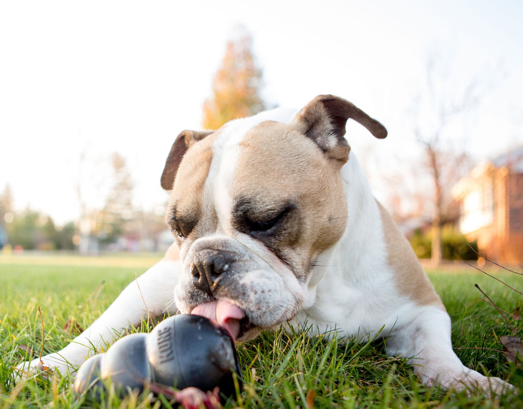 KONG Extreme Treat-Stuffing Dog Toy for Power Chewers - Elite Pet Collective