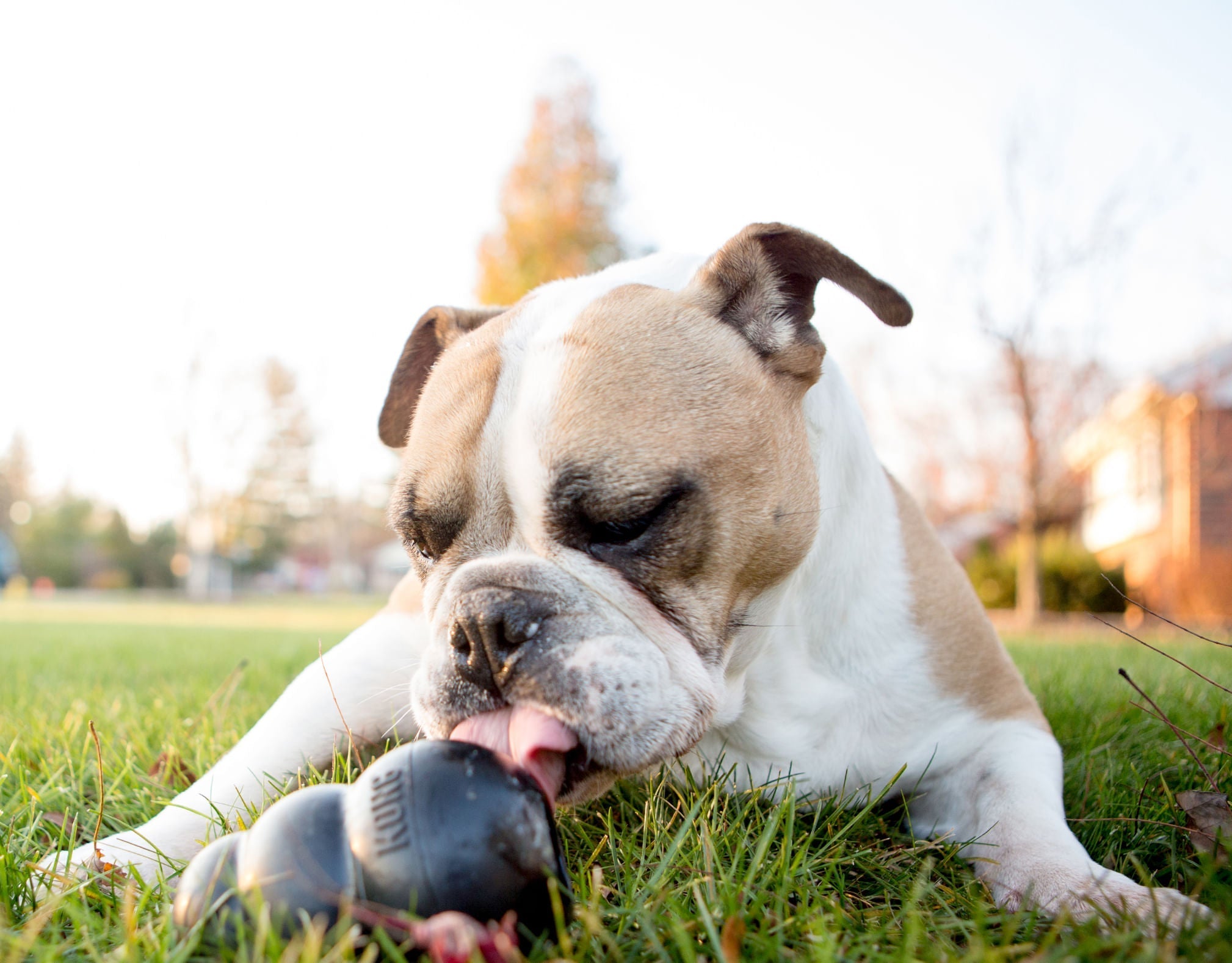 KONG Extreme Treat-Stuffing Dog Toy for Power Chewers - Elite Pet Collective