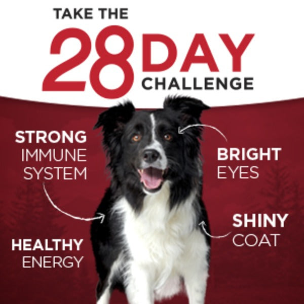 Purina ONE Grain Free, Natural Pate Wet Dog Food, SmartBlend True Instinct With Real Chicken & Duck - Elite Pet Collective
