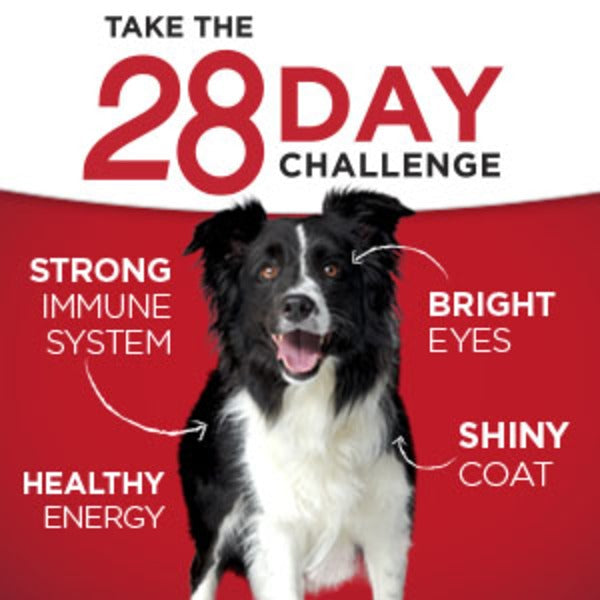 Purina ONE Weight Management, Natural Wet Dog Food, SmartBlend Healthy Weight Tender Cuts Lamb & Brown Rice - Elite Pet Collective