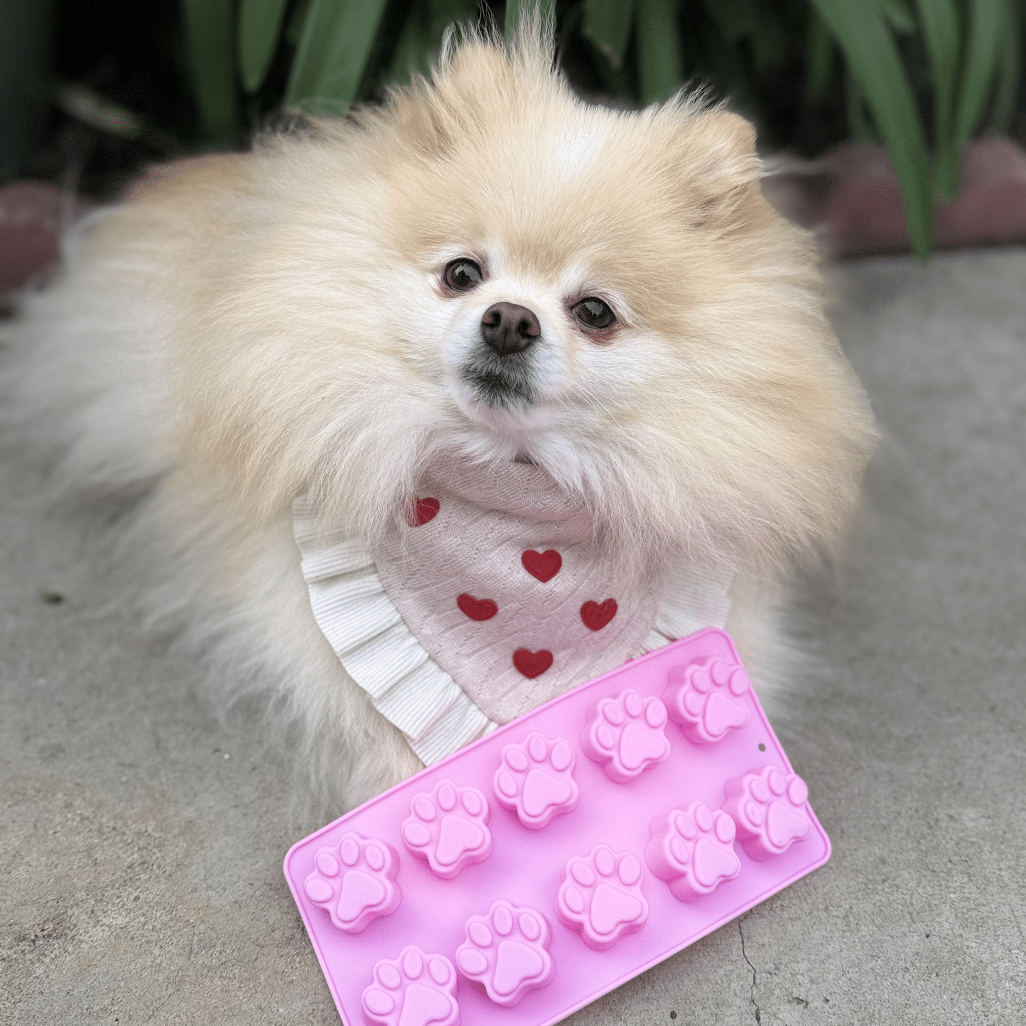 Pet Treat Molds - Elite Pet Collective