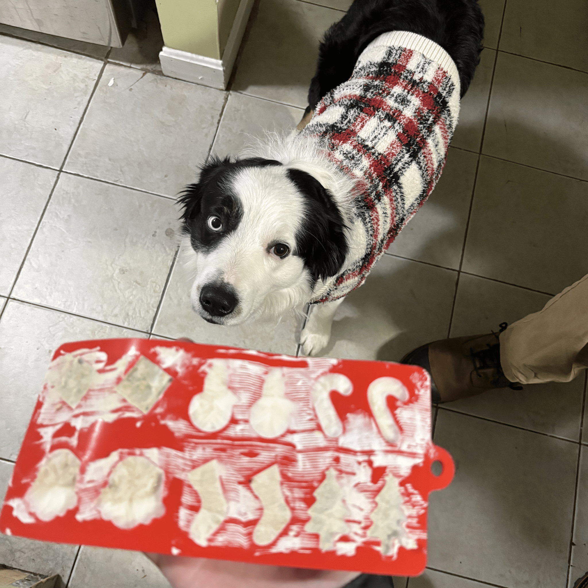 Pet Treat Molds - Elite Pet Collective