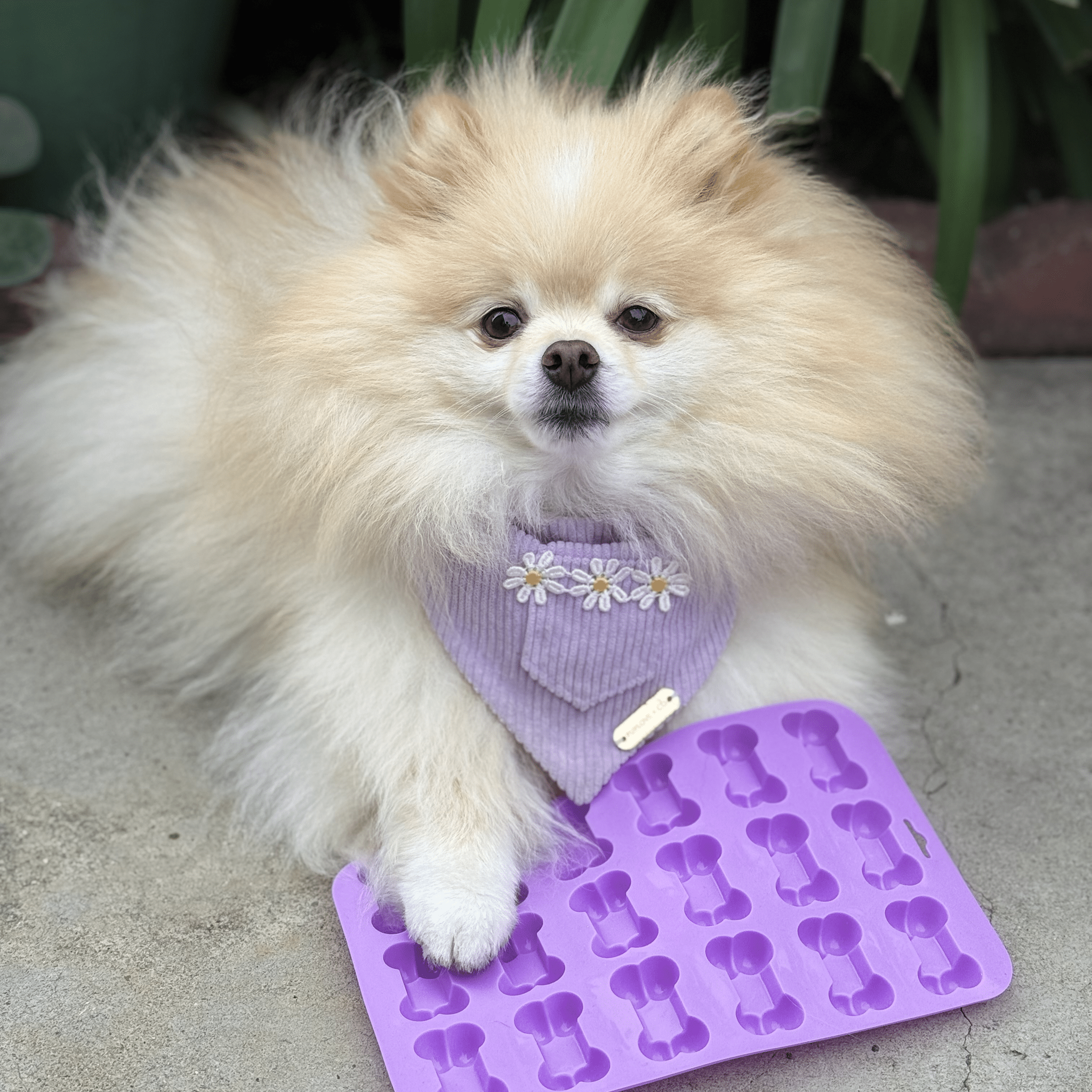 Pet Treat Molds - Elite Pet Collective