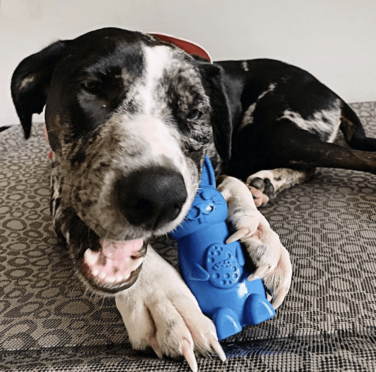 Bunny Nylon Chew Toy for Aggressive Chewers | Durable & USA Made - Elite Pet Collective