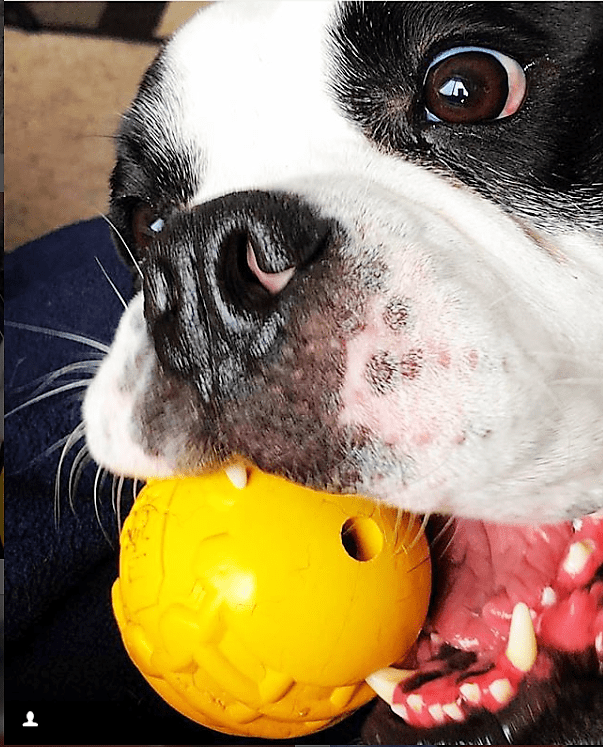 Industrial Dog Ball Rubber Chew Toy for Heavy Chewers | Yellow | USA Made | SodaPup - Elite Pet Collective