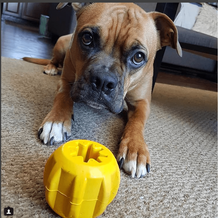Gear eDispenser Yak Chew Holder - Durable Rubber Treat Pocket | USA Made - Elite Pet Collective