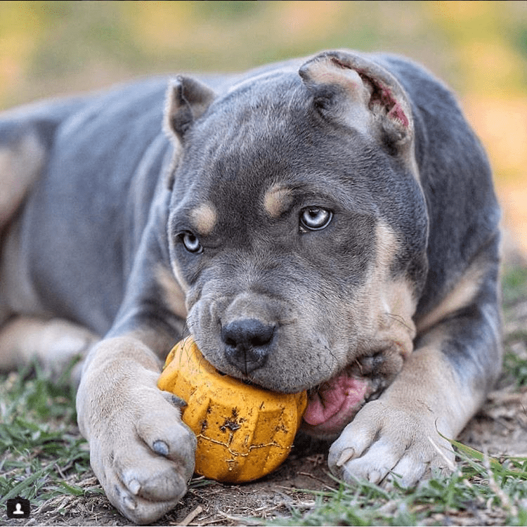 Gear eDispenser Yak Chew Holder - Durable Rubber Treat Pocket | USA Made - Elite Pet Collective