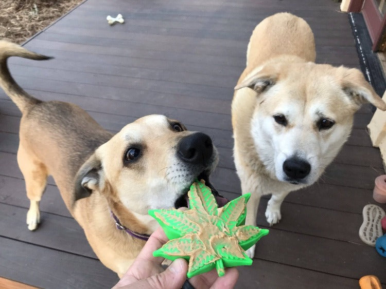 Colorado Maple Leaf Nylon Dog Chew Toy for Aggressive Chewers | USA Made - Elite Pet Collective