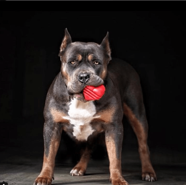 Heart on a String Dog Toy - Durable Rubber Tug Toy for Large Dogs | USA Made - Elite Pet Collective