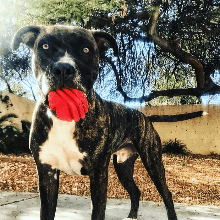Heart on a String Dog Toy - Durable Rubber Tug Toy for Large Dogs | USA Made - Elite Pet Collective