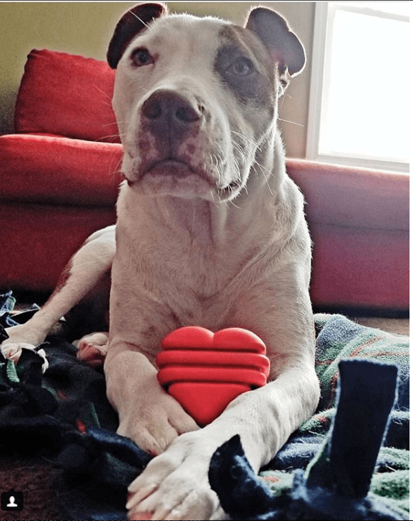 Heart on a String Dog Toy - Durable Rubber Tug Toy for Large Dogs | USA Made - Elite Pet Collective