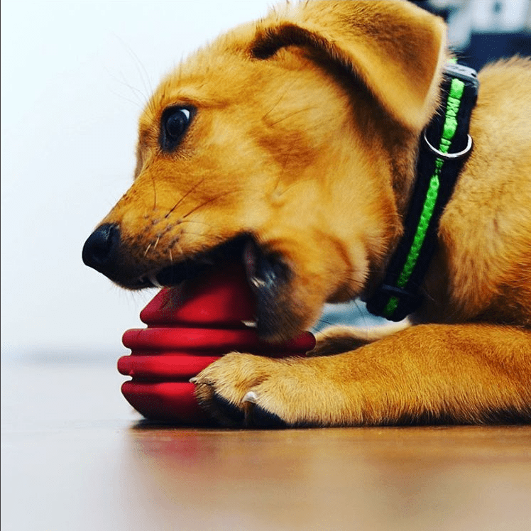 Heart on a String Dog Toy - Durable Rubber Tug Toy for Large Dogs | USA Made - Elite Pet Collective