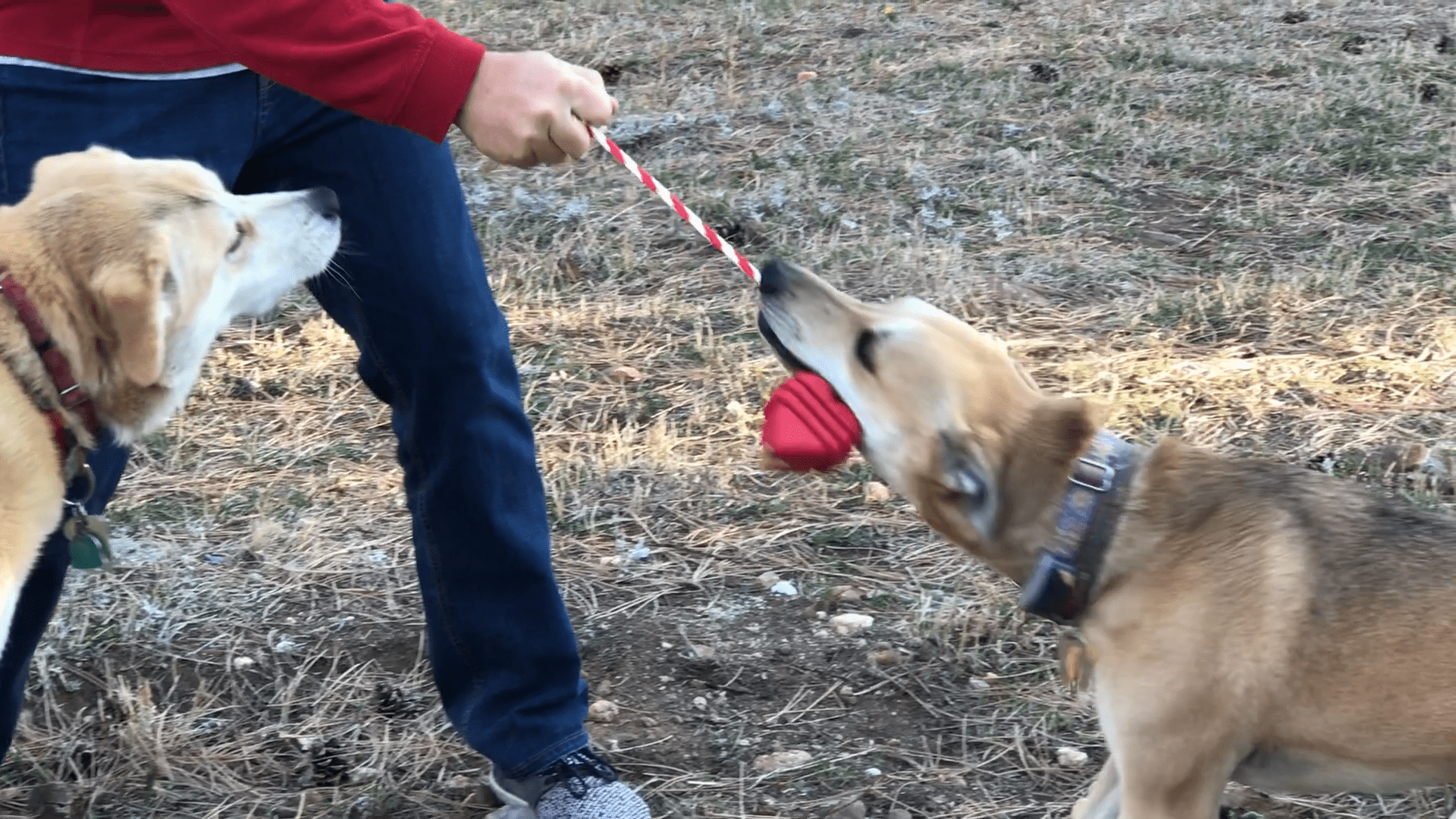 Heart on a String Dog Toy - Durable Rubber Tug Toy for Large Dogs | USA Made - Elite Pet Collective