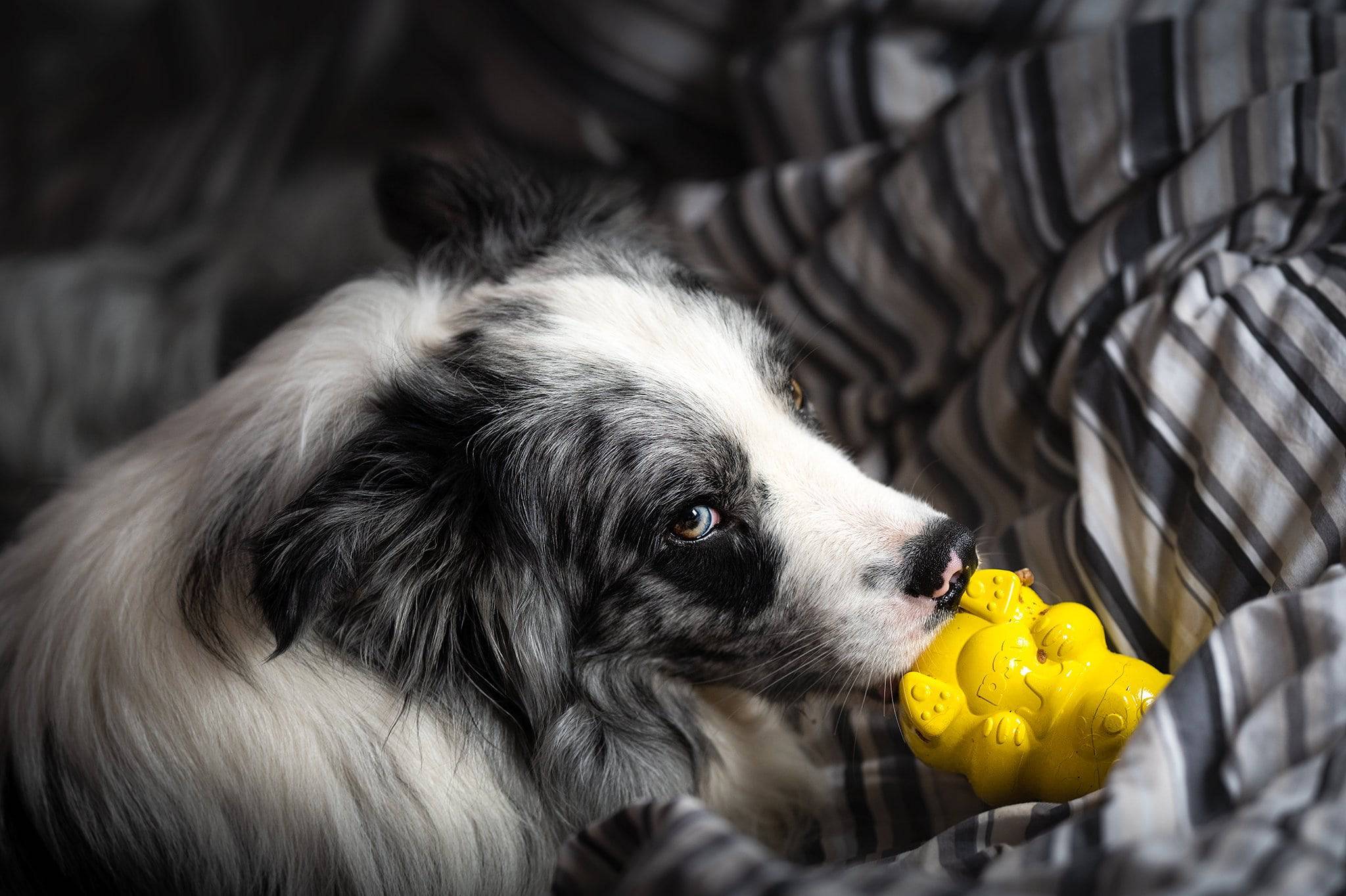 Honey Bear eDispenser - Durable Rubber Treat Dispenser for Dogs | USA Made - Elite Pet Collective