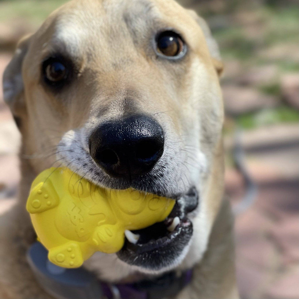 Honey Bear eDispenser - Durable Rubber Treat Dispenser for Dogs | USA Made - Elite Pet Collective