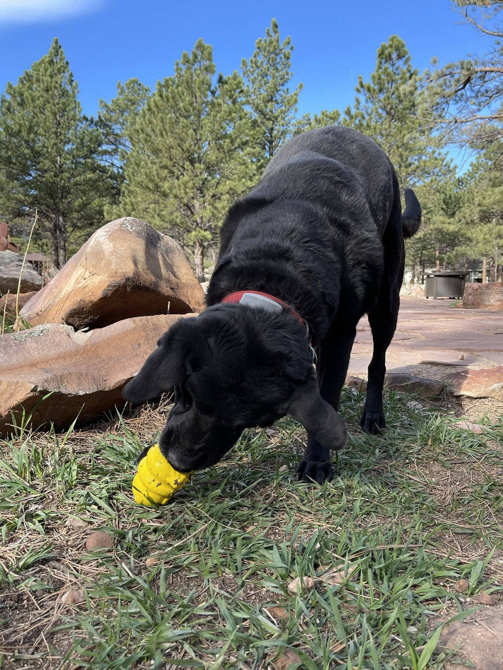 Honey Bear eDispenser - Durable Rubber Treat Dispenser for Dogs | USA Made - Elite Pet Collective