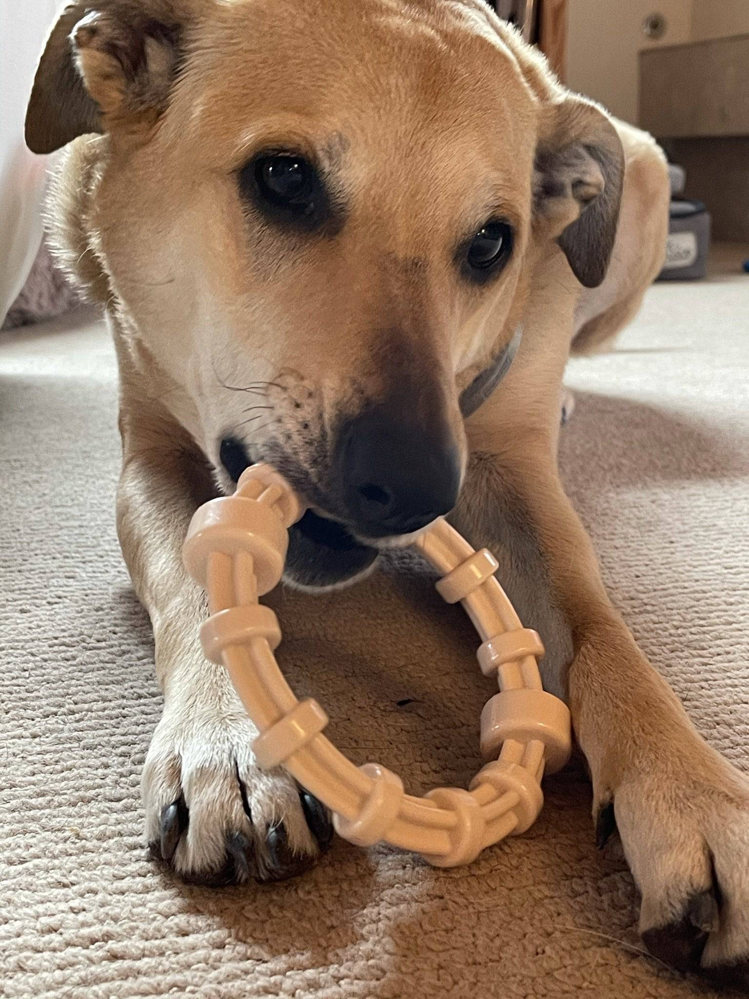 Chicken Flavored Teething Ring for Puppies & Aggressive Chewers | USA Made - Elite Pet Collective