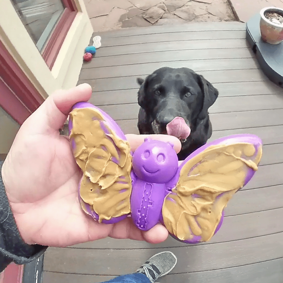 Butterfly Nylon Chew & Enrichment Toy | 2-in-1 for Aggressive Chewers | SodaPup - Elite Pet Collective