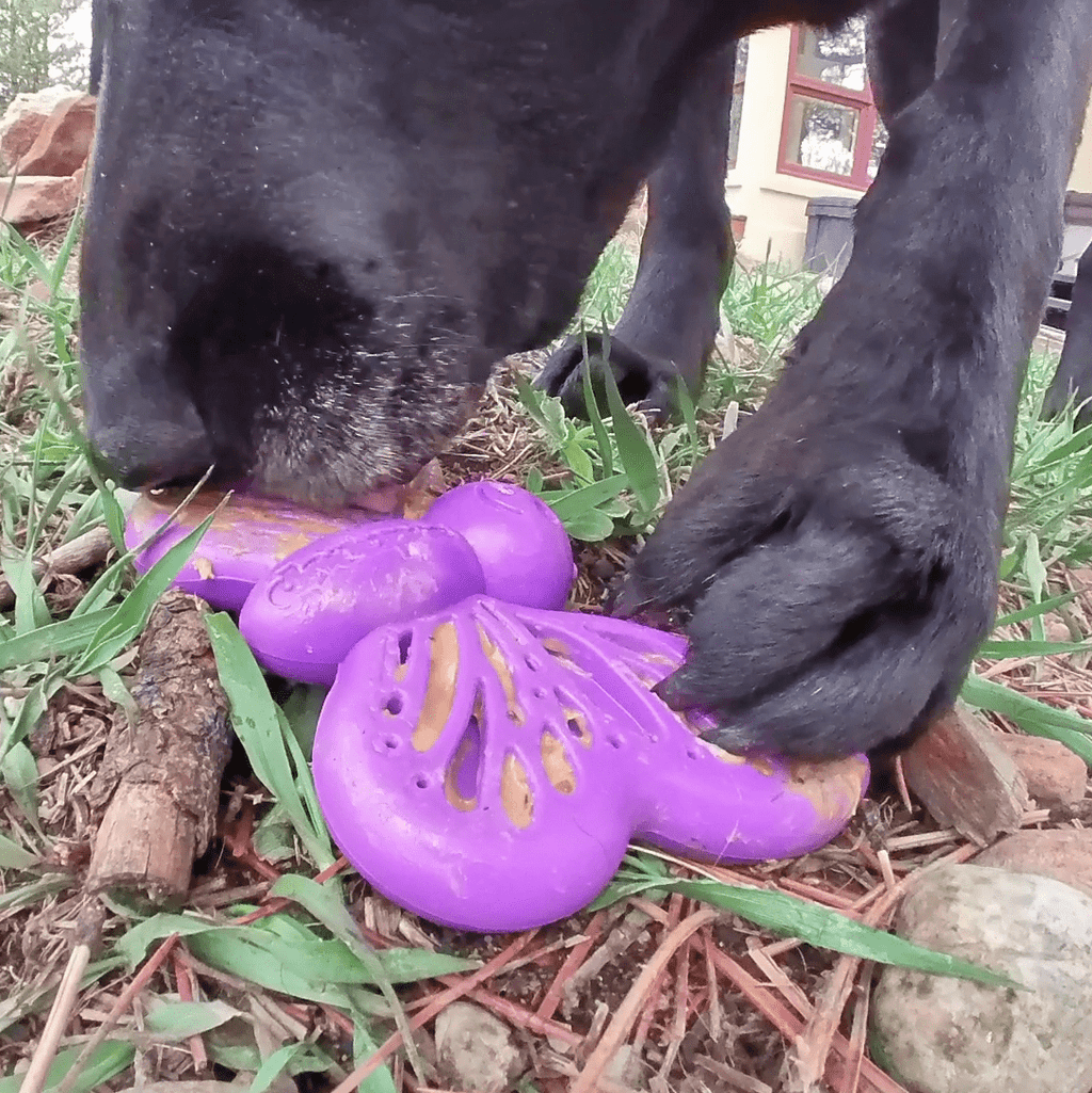 Butterfly Nylon Chew & Enrichment Toy | 2-in-1 for Aggressive Chewers | SodaPup - Elite Pet Collective