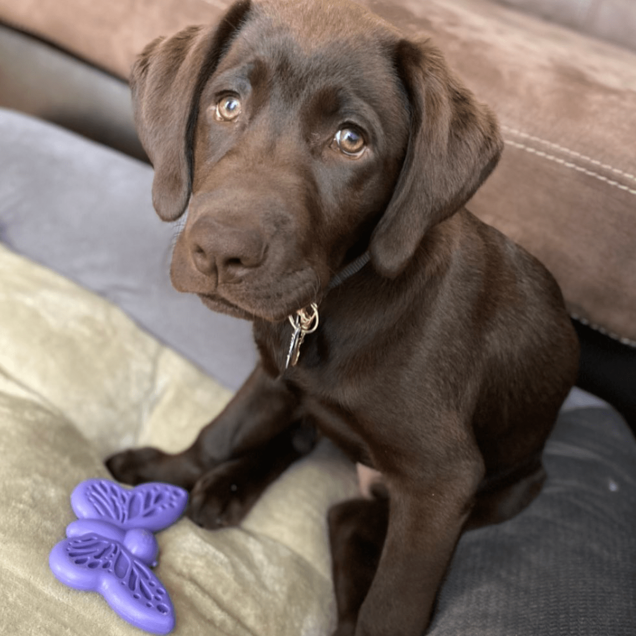 Butterfly Nylon Chew & Enrichment Toy | 2-in-1 for Aggressive Chewers | SodaPup - Elite Pet Collective