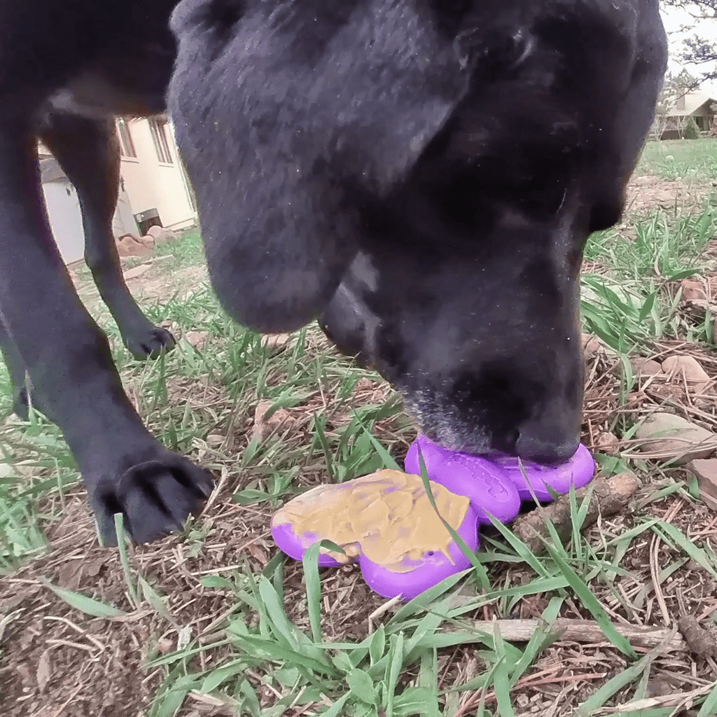 Butterfly Nylon Chew & Enrichment Toy | 2-in-1 for Aggressive Chewers | SodaPup - Elite Pet Collective