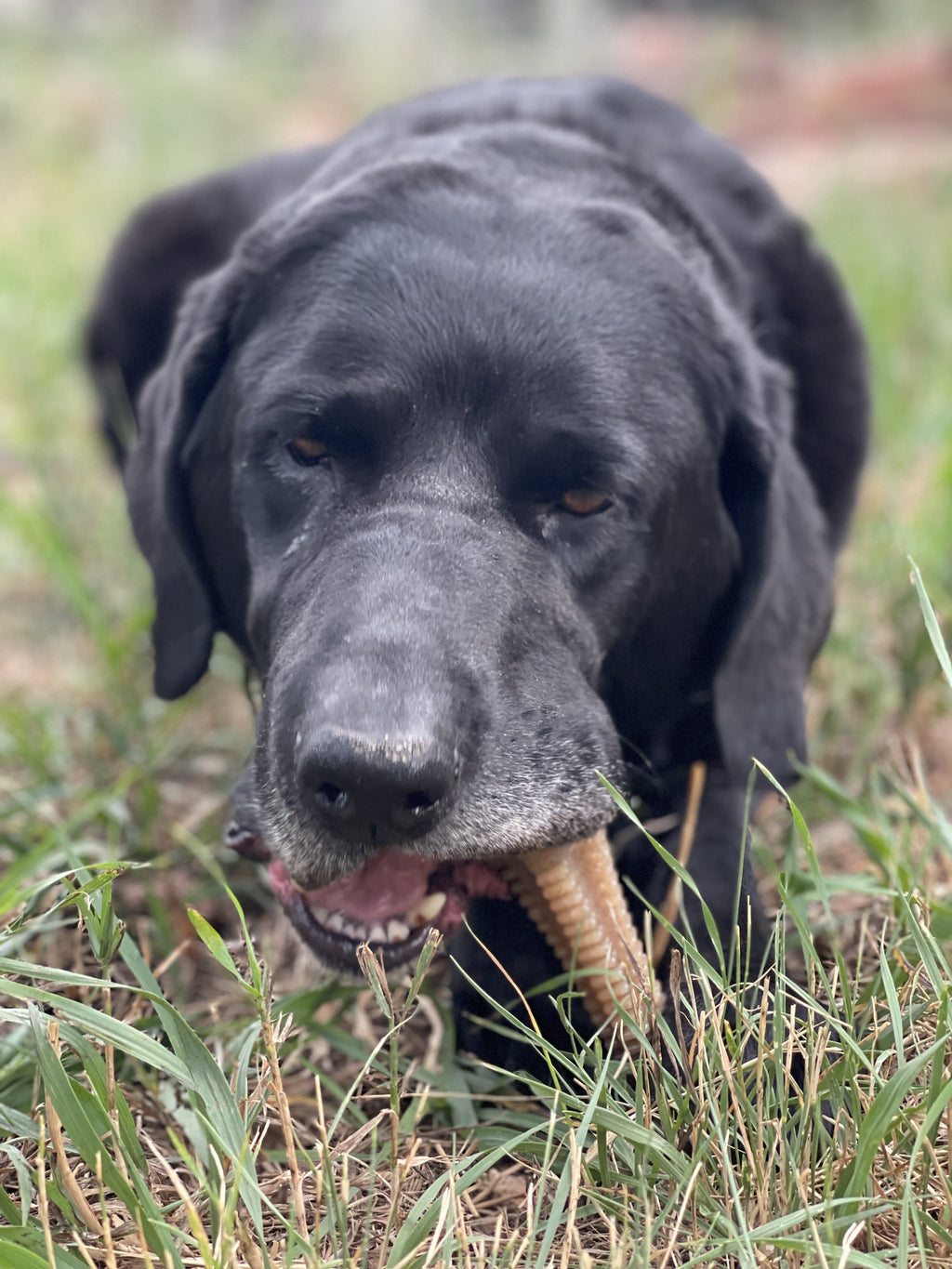 Honey Bone Dental Tower Nylon Chew Toy for Aggressive Chewers | USA Made - Elite Pet Collective