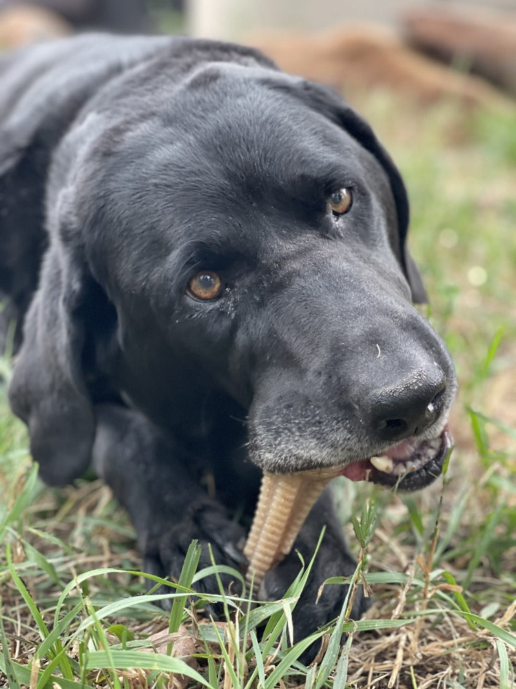 Honey Bone Dental Tower Nylon Chew Toy for Aggressive Chewers | USA Made - Elite Pet Collective